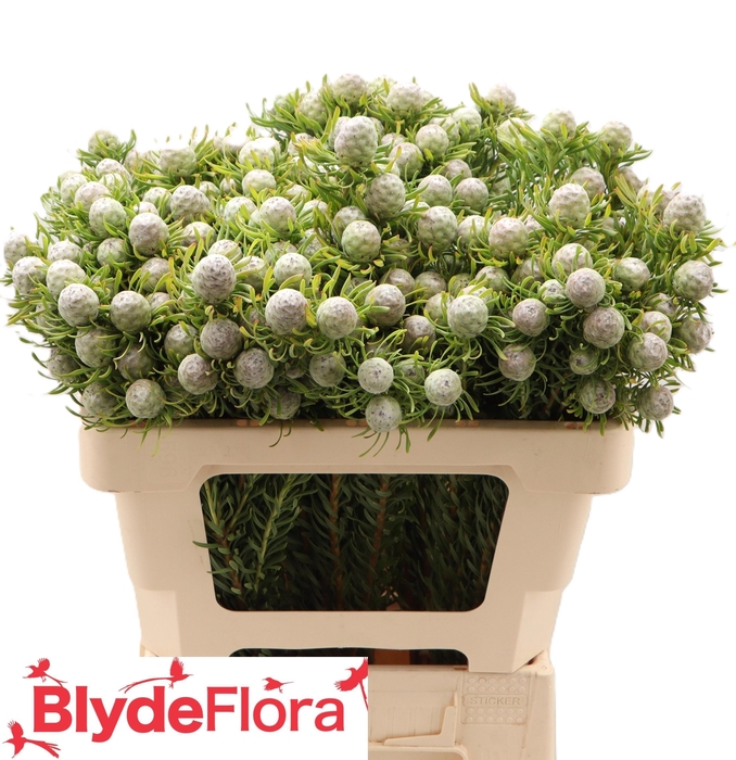 <h4>LEUCAD L AY JA PE VT</h4>