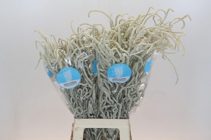 <h4>Amaranthus Yearming Desert</h4>