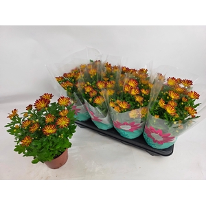 CHRYS RAINBOW CIRCUS