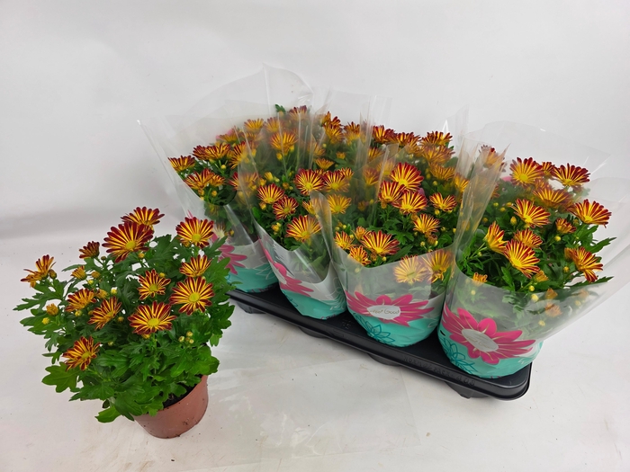 <h4>CHRYS RAINBOW CIRCUS</h4>