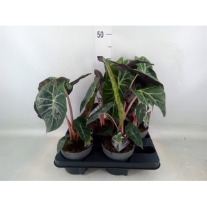 Alocasia   ...