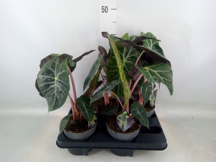 <h4>Alocasia   ...</h4>