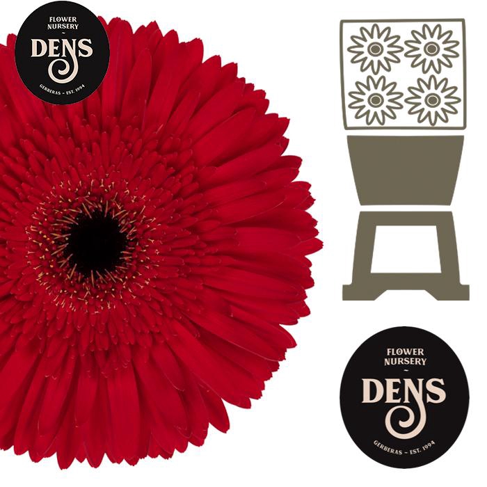 <h4>Gerbera Dynamic Diamond</h4>