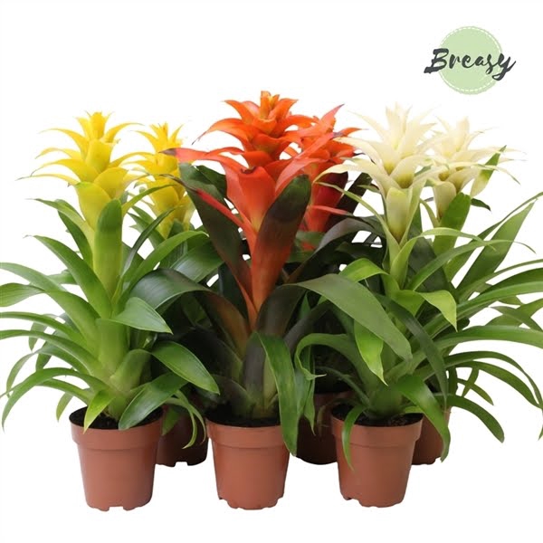 <h4>Guzmania Modern</h4>