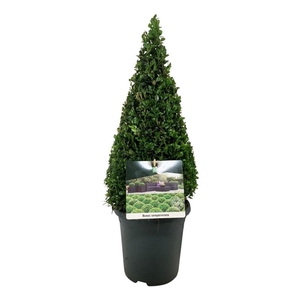 Buxus sempervirens