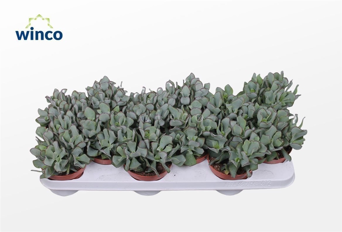 <h4>Crassula Undilatifolia</h4>