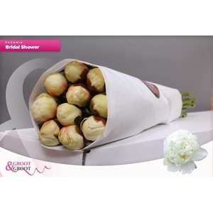 Paeonia Bridal Shower | Heavy Quality
