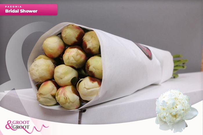 <h4>Paeonia Bridal Shower | Heavy Quality</h4>