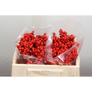 Ilex Ve Rode Bes 25cm