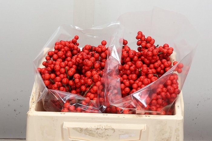 <h4>Ilex Ve Rode Bes 25cm</h4>