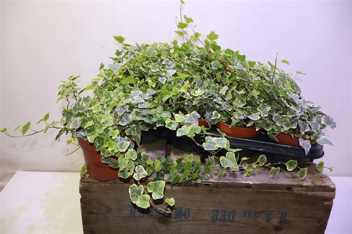 <h4>arr8 Hed He White Wonder</h4>