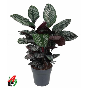 Calathea overig