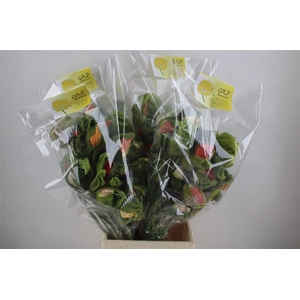 Papaver Mixed Sup Sup P Stem