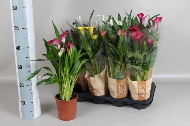 <h4>ZANT GEM 6 KL</h4>