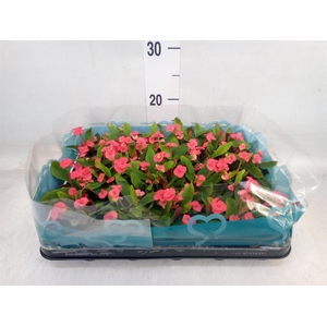 Euphorbia milii   ...mix