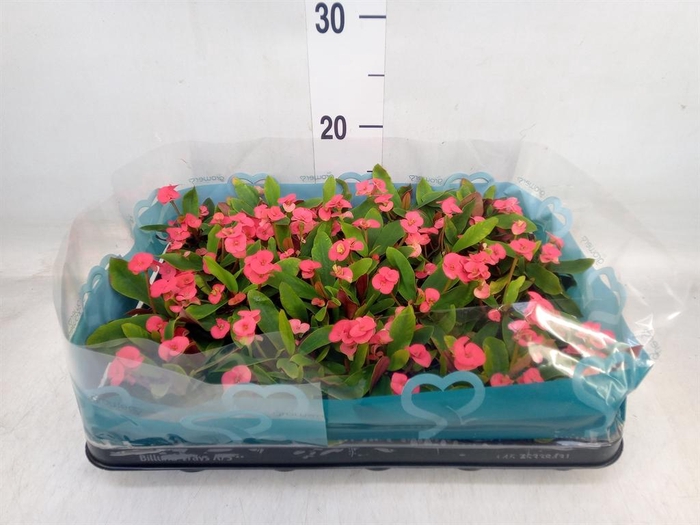<h4>Euphorbia milii   ...mix</h4>