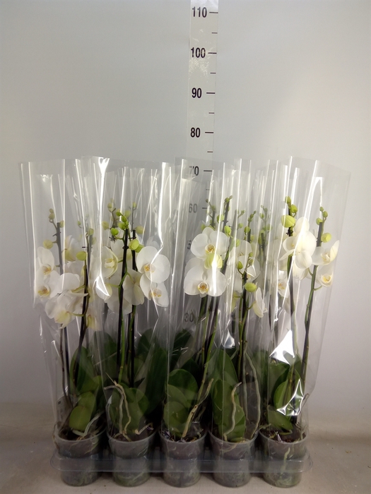 <h4>Phalaenopsis   ...</h4>