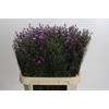 Aster Casarosa