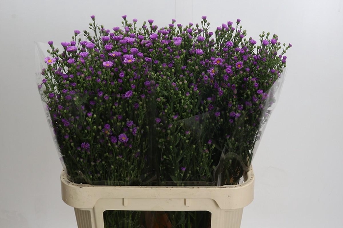 Aster Casarosa