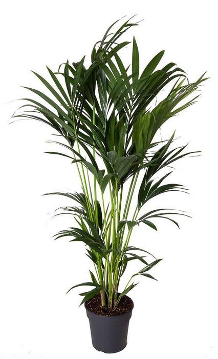 <h4>Howea Forsteriana(kentia) P24-130</h4>