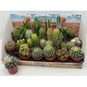 CACTUS GEM