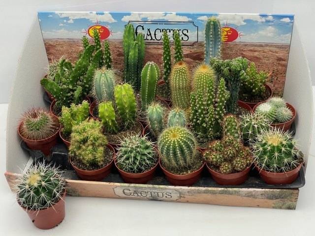 <h4>CACTUS GEM</h4>
