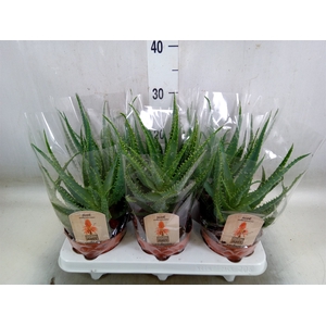 Aloe arborescens