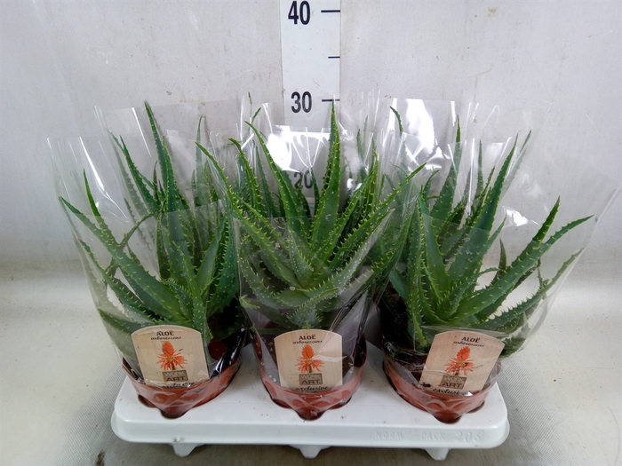 <h4>Aloe arborescens</h4>