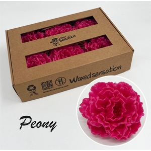 Zijde Pioen Wx Fuchsia