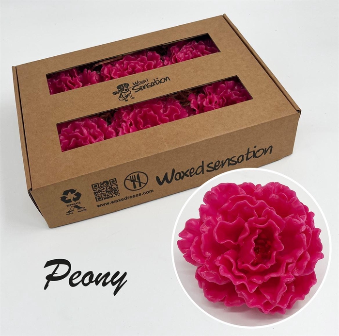 <h4>Zijde Pioen Wx Fuchsia</h4>