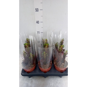 Euphorbia trigona 'Rubra'