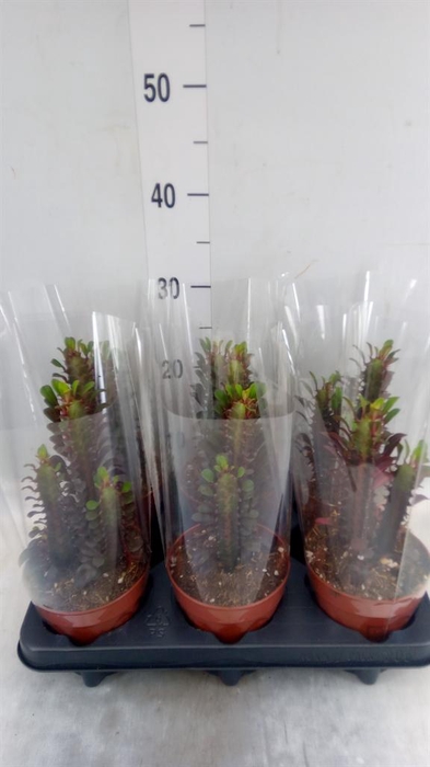 <h4>Euphorbia trigona 'Rubra'</h4>