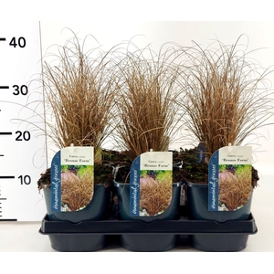 Carex comans Bronze Form