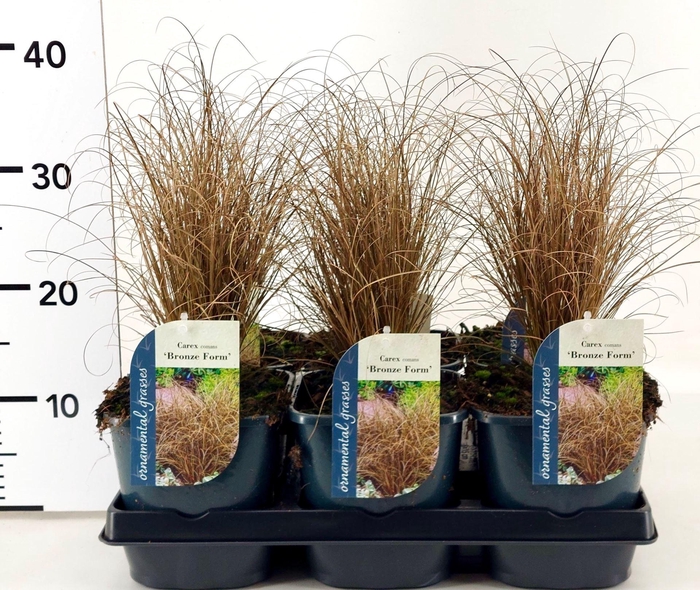 <h4>Carex comans Bronze Form</h4>