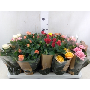Rosa  'Kordana Grande'   ...mix