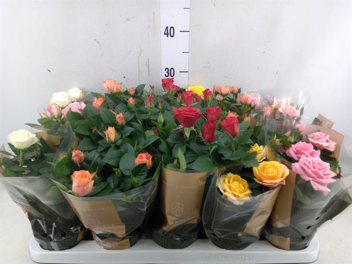 <h4>Rosa  'Kordana Grande'   ...mix</h4>