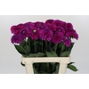 Dahlia Purple Fox