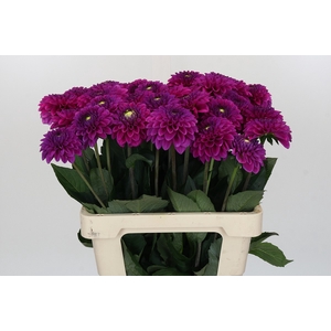 Dahlia Purple Fox