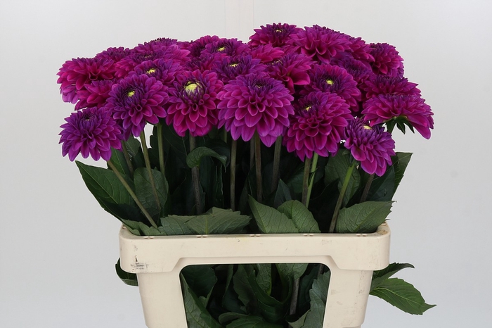 <h4>Dahlia Purple Fox</h4>