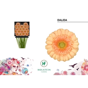 Germini Dalida Diamond per kaart
