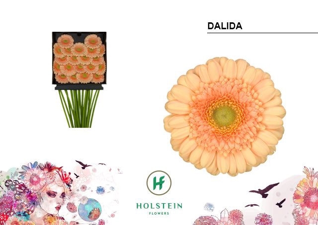 <h4>GE MI DALIDA DIA KAART x40</h4>