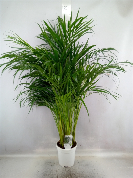 <h4>Dypsis lutescens   ...Chrysalidoca</h4>