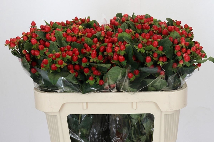 <h4>HYP MAG TRIUMPH</h4>