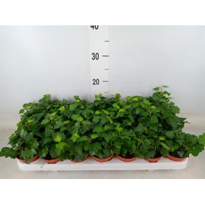 Hedera helix 'Wonder'