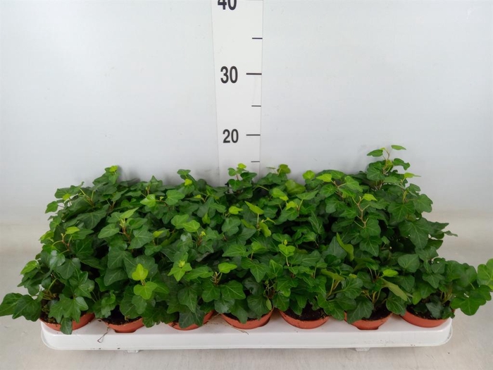 <h4>Hedera helix 'Wonder'</h4>