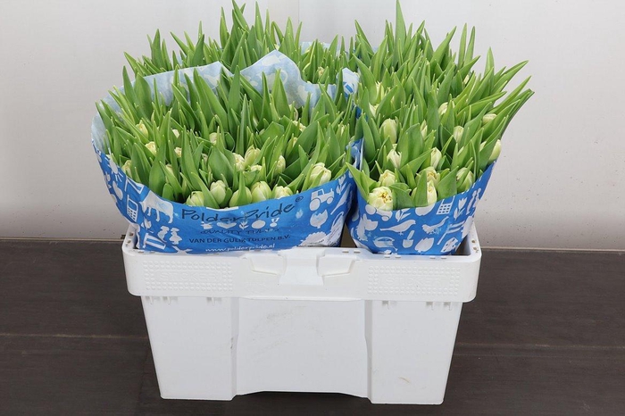 <h4>Tu Du Northcap</h4>