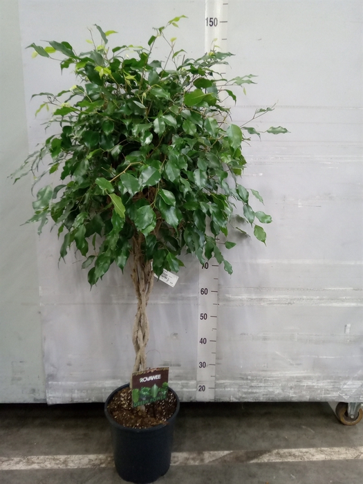 <h4>Ficus benja. 'Exotica'</h4>