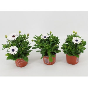 Osteospermum Margarita White