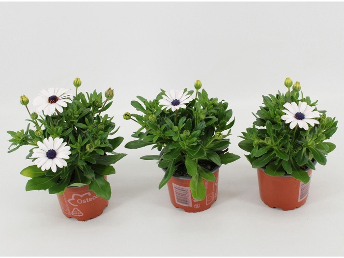<h4>Osteospermum Margarita White</h4>
