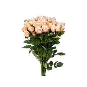 ROSA SPRAY SWEET YOYO 060 CM